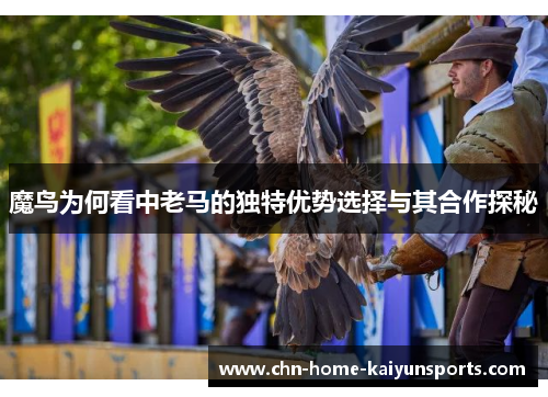 魔鸟为何看中老马的独特优势选择与其合作探秘
